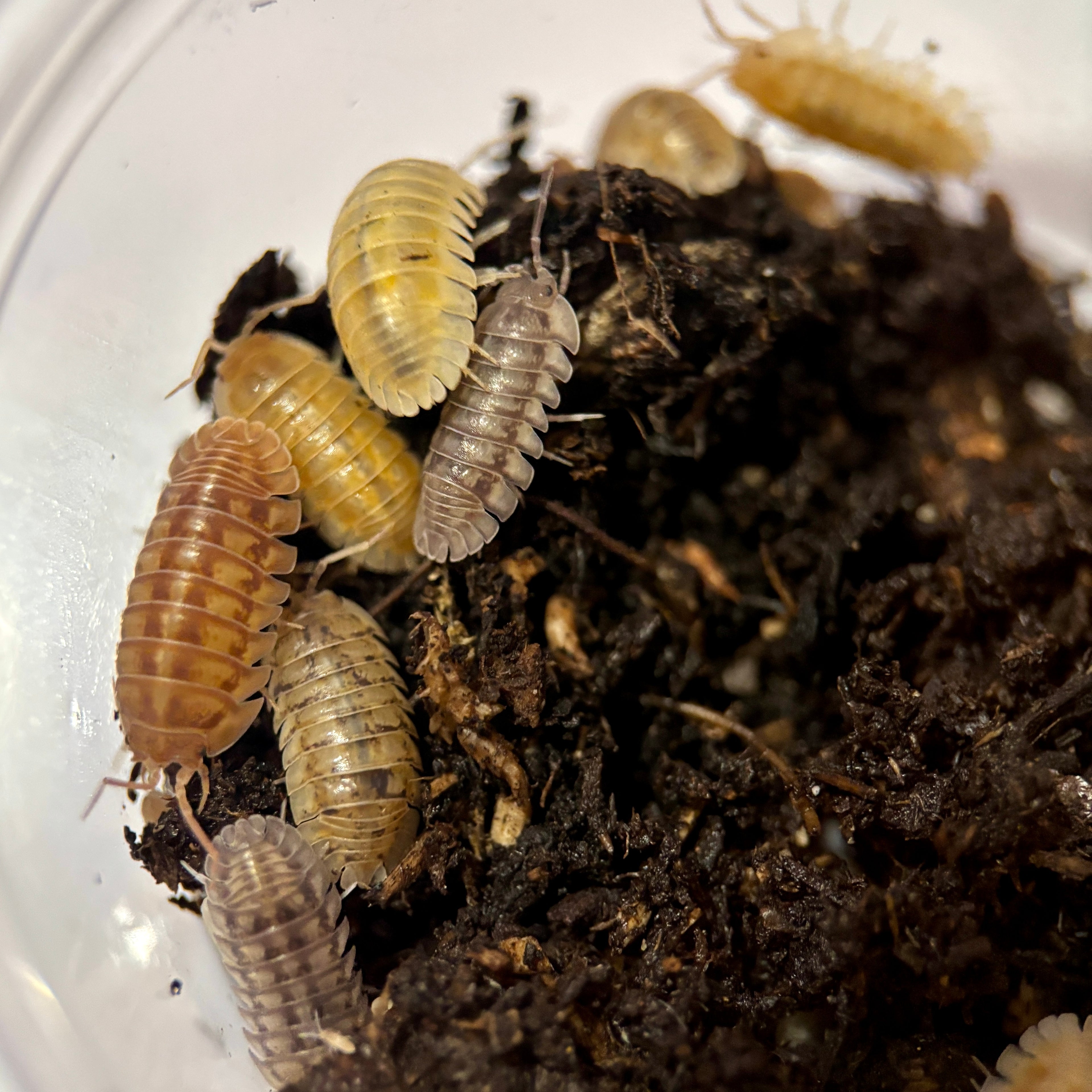Armadillidium Nasatum “Nosey Mix”