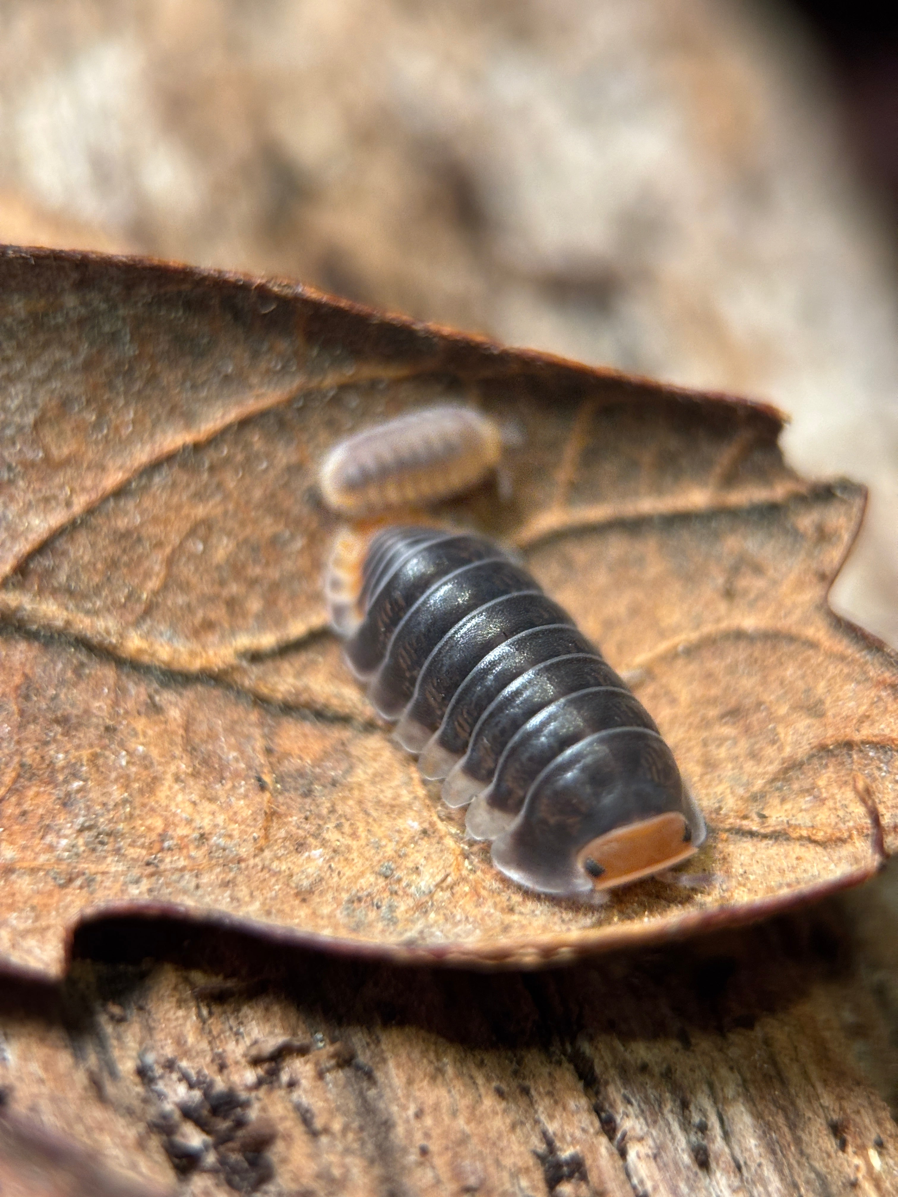 Cubaris sp. “Pak Chong”