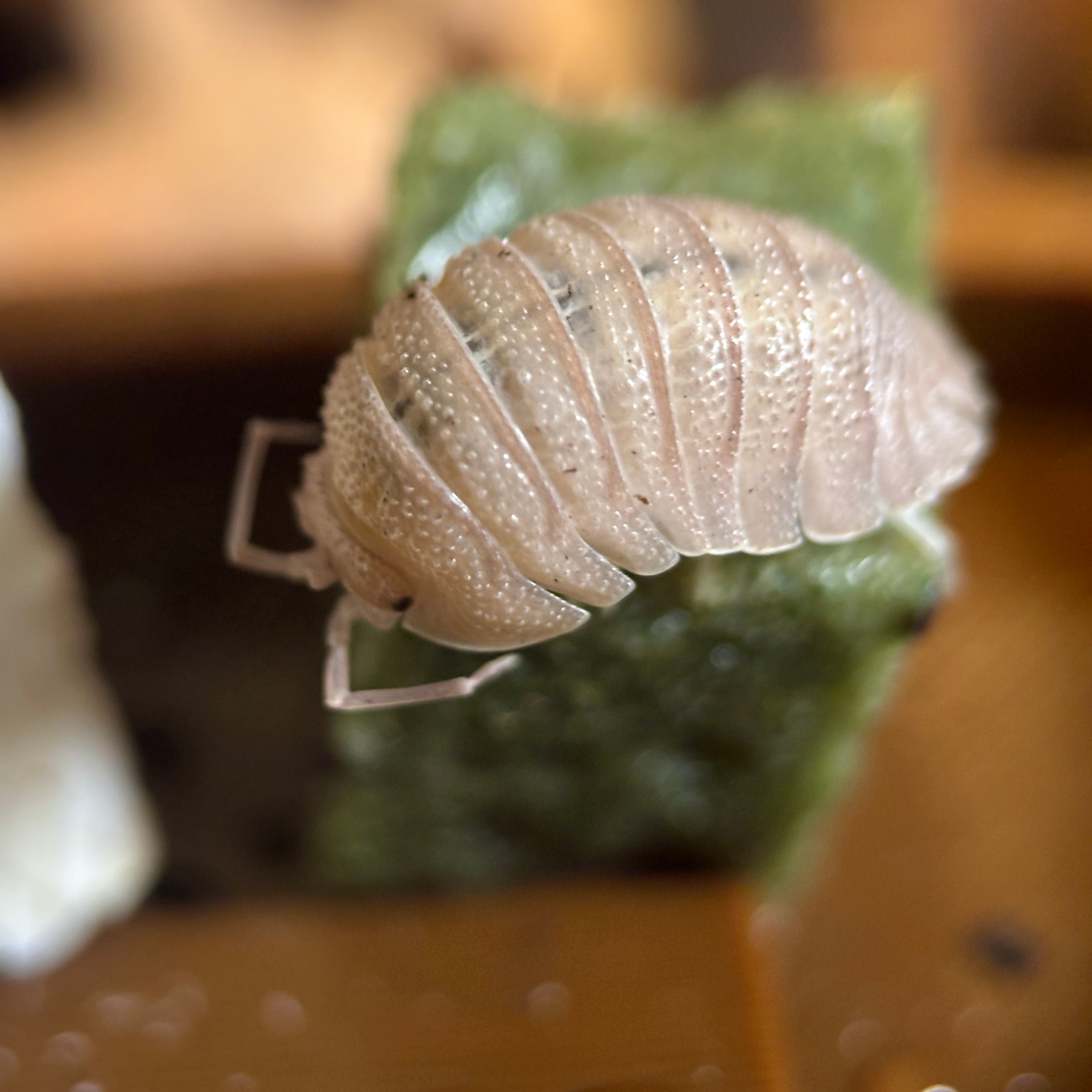 Armadillidium Scaberrimum “Sandstone” Isopods