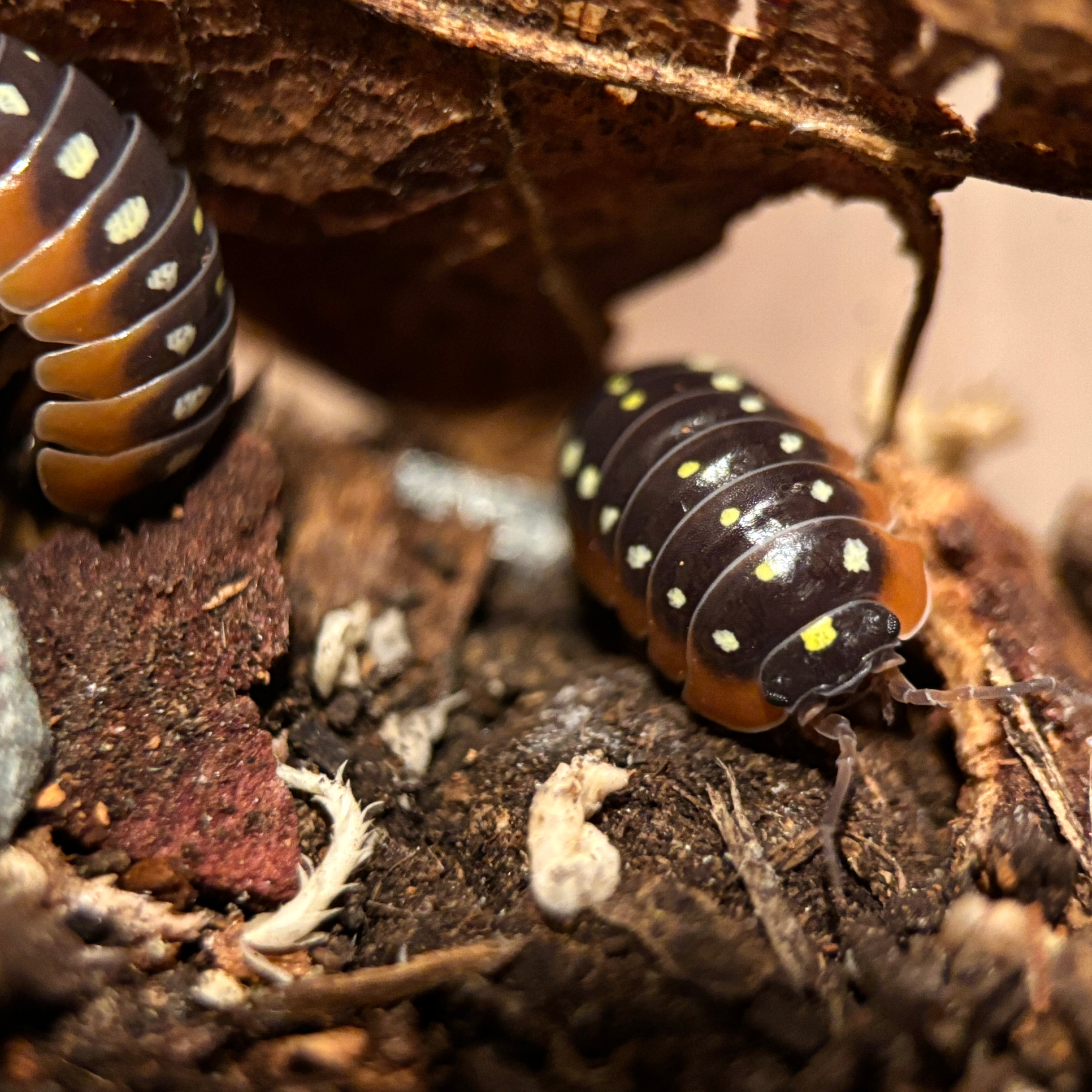 Armadillidium Klugii “Montenegro Clown”