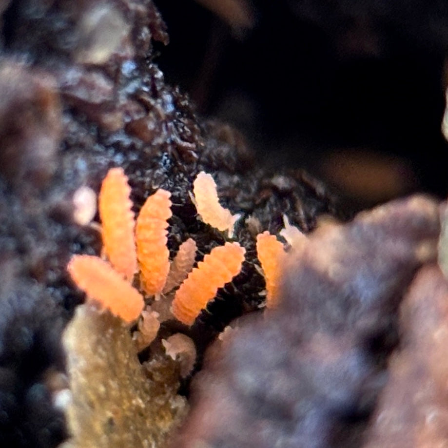Yuukianura Aphoruroides “Orange Springtails”