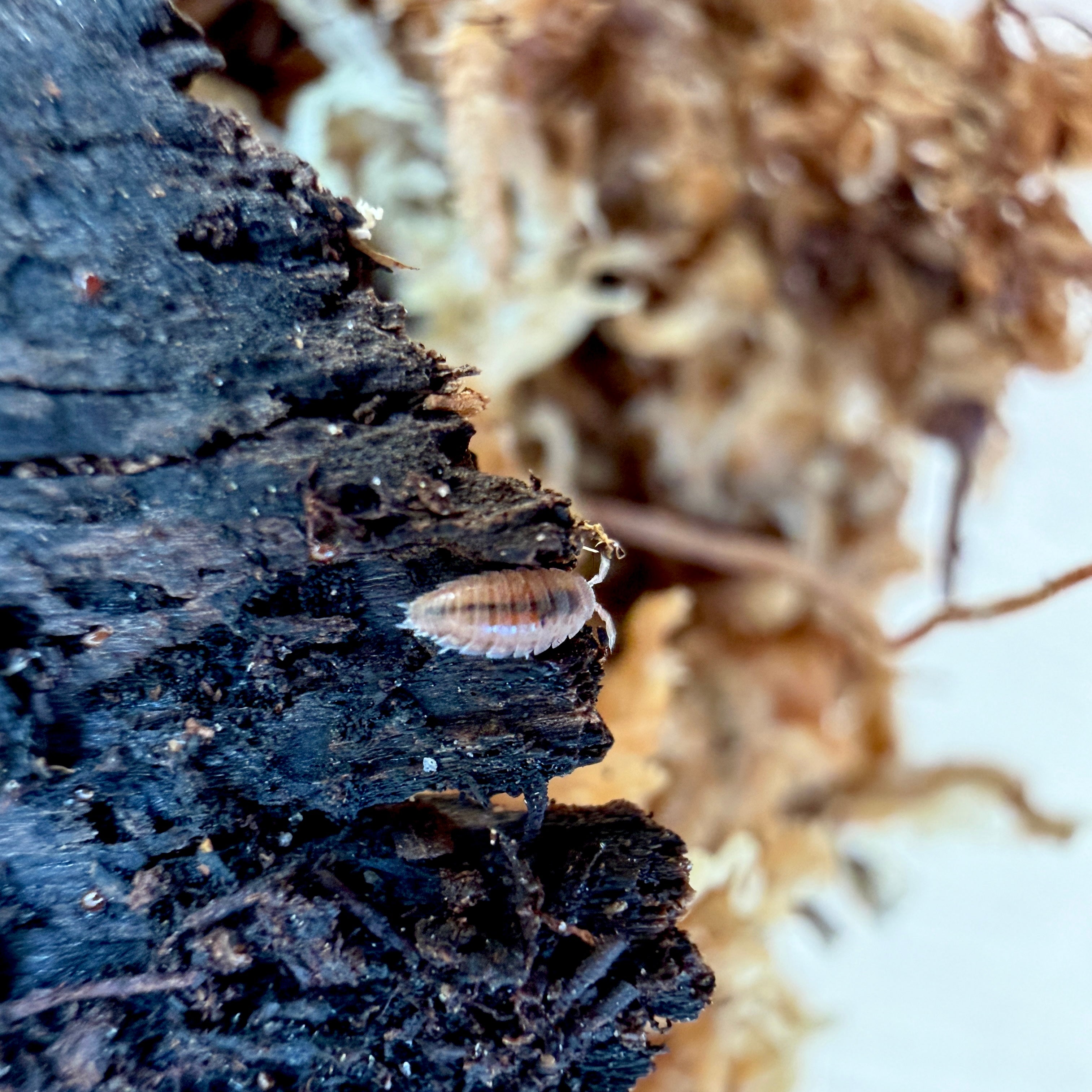 Trichoniscidae sp. “Dwarf Purple” Isopods
