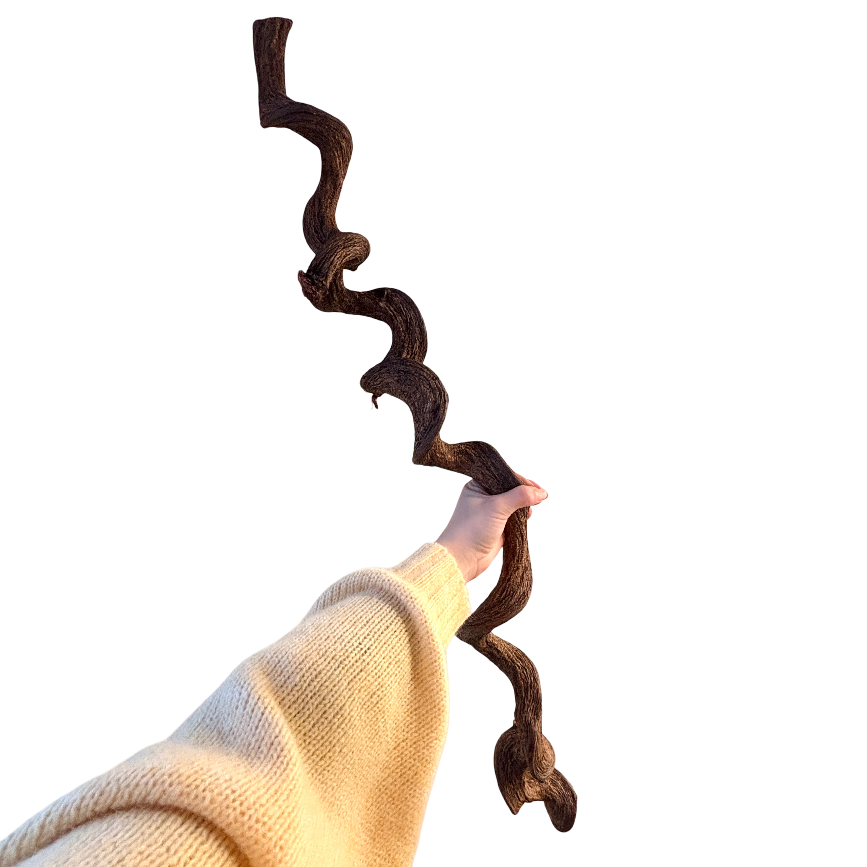 Large Curly Jungle Vine