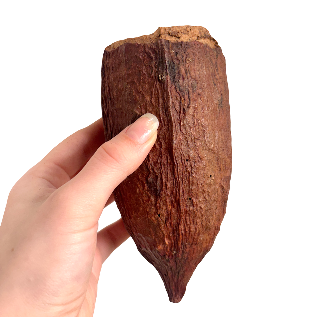 Cocoa Pod