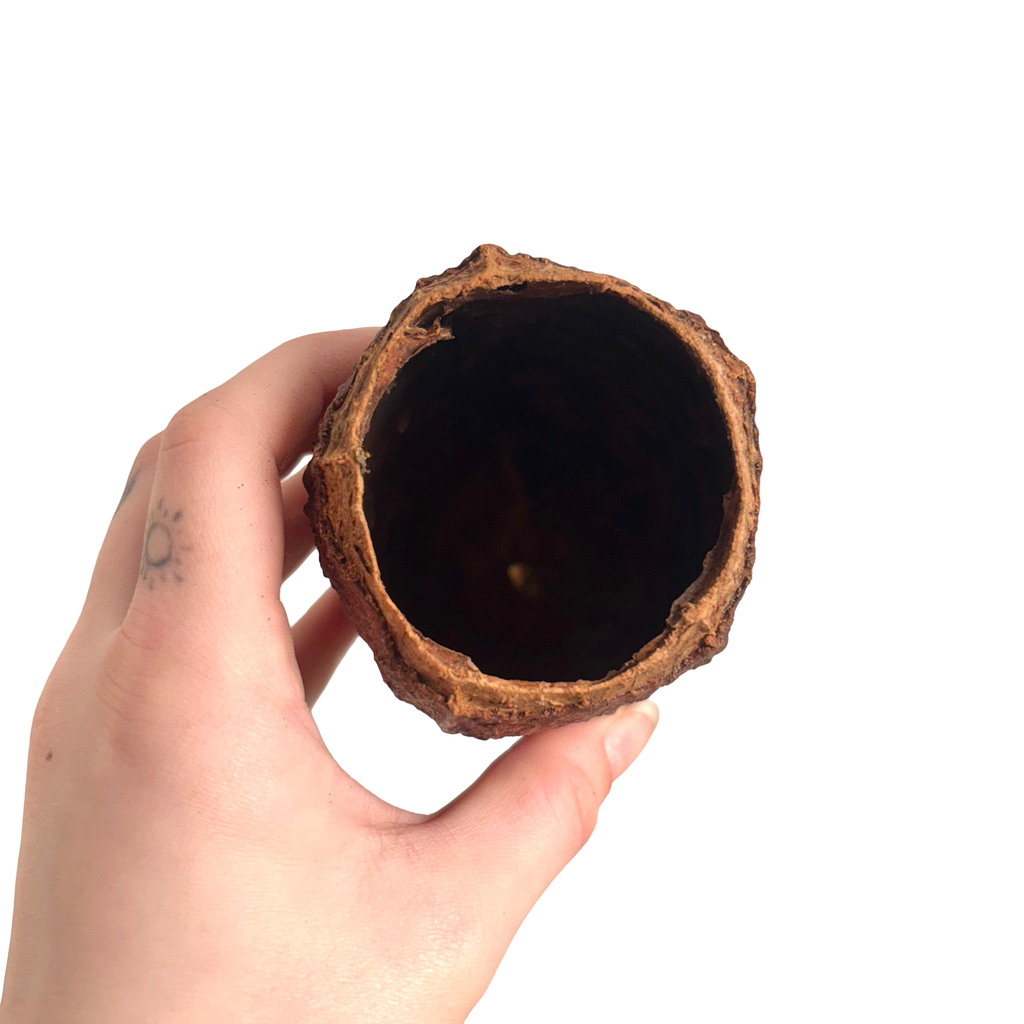 Cocoa Pod