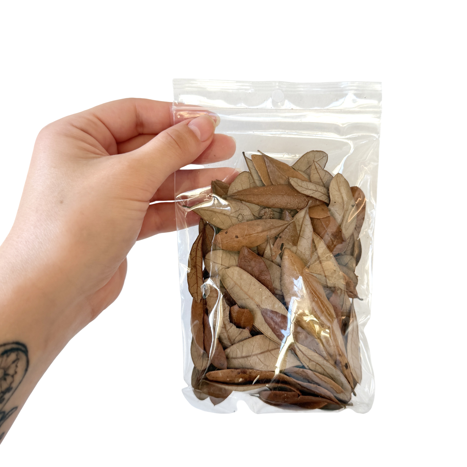 Mini Live Oak Leaf Litter